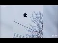 How is this dead bird floating high in the air? (video) - Boing Boing
