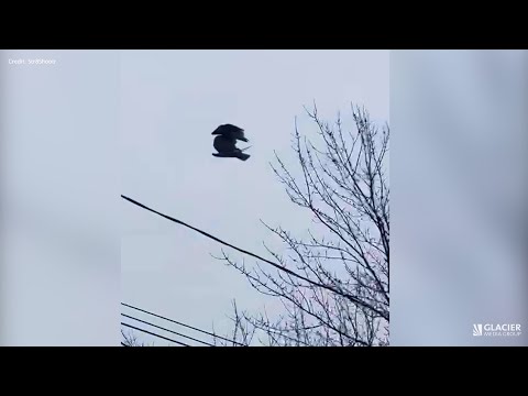 'Very weird': Motionless bird floating in air captured on video in B.C.
