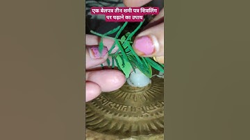 एक बेलपत्र तीन शमी पत्र शिवलिंग पर चढ़ाने का उपाय🌿plz subscribe🌿#pradeepmishraji #shivling​​