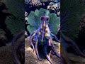 OCTOPUS OCEAN NATURE WILDLIFE | Faunema