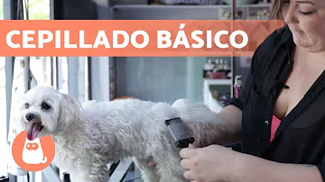 ¿Con qué frecuencia debe cepillar el pelo de su perro?