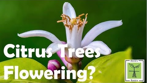 How to care for CITRUS TREES that have started flowering