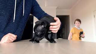 Staffordshire Bull Terrier Stacking Puppy Rouge