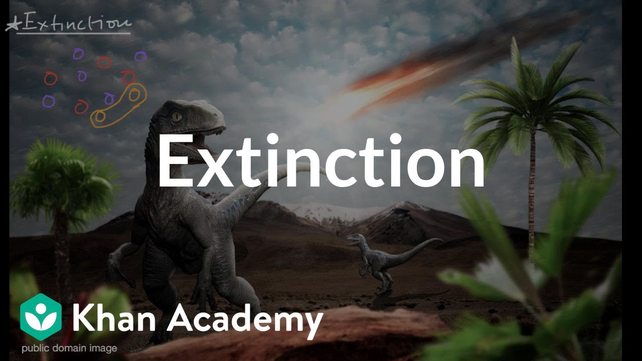 Extinction Common ancestry and phylogeny High school biology Khan