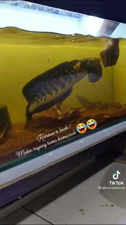 ikan cana mari super besar gigit tangan