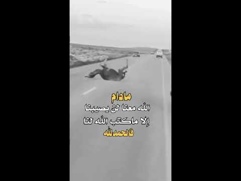 ناقة تنجو من حادث سير كاد أن يقتلها