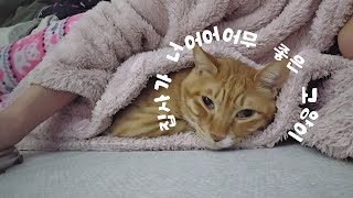 SUB) 애교 끝판왕!! 집사가 너어어어어무 좋은 고양이 | 고양이 브이로그 | cat vlog by 전자 고양이 솜뭉치 3,566 views 4 months ago 4 minutes, 48 seconds