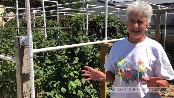 Carolyn Balson's Vegetable Garden