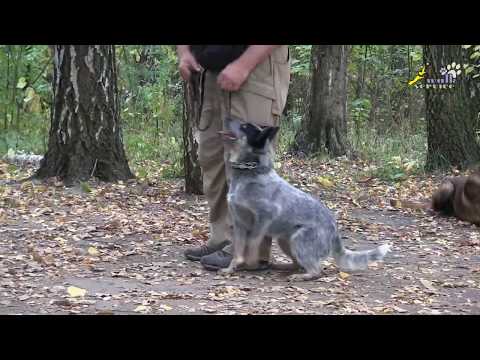 Video: Kaj ubija Geckos?