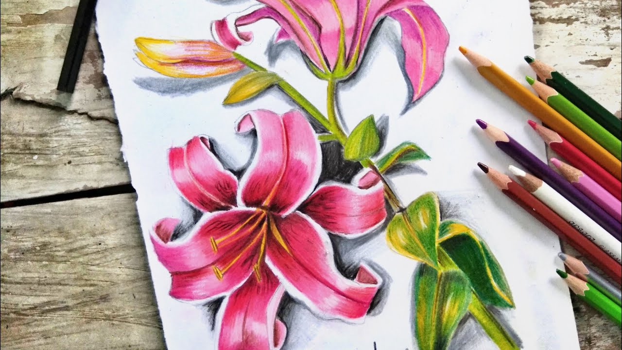 Colored Pencil Drawing Pencildrawing