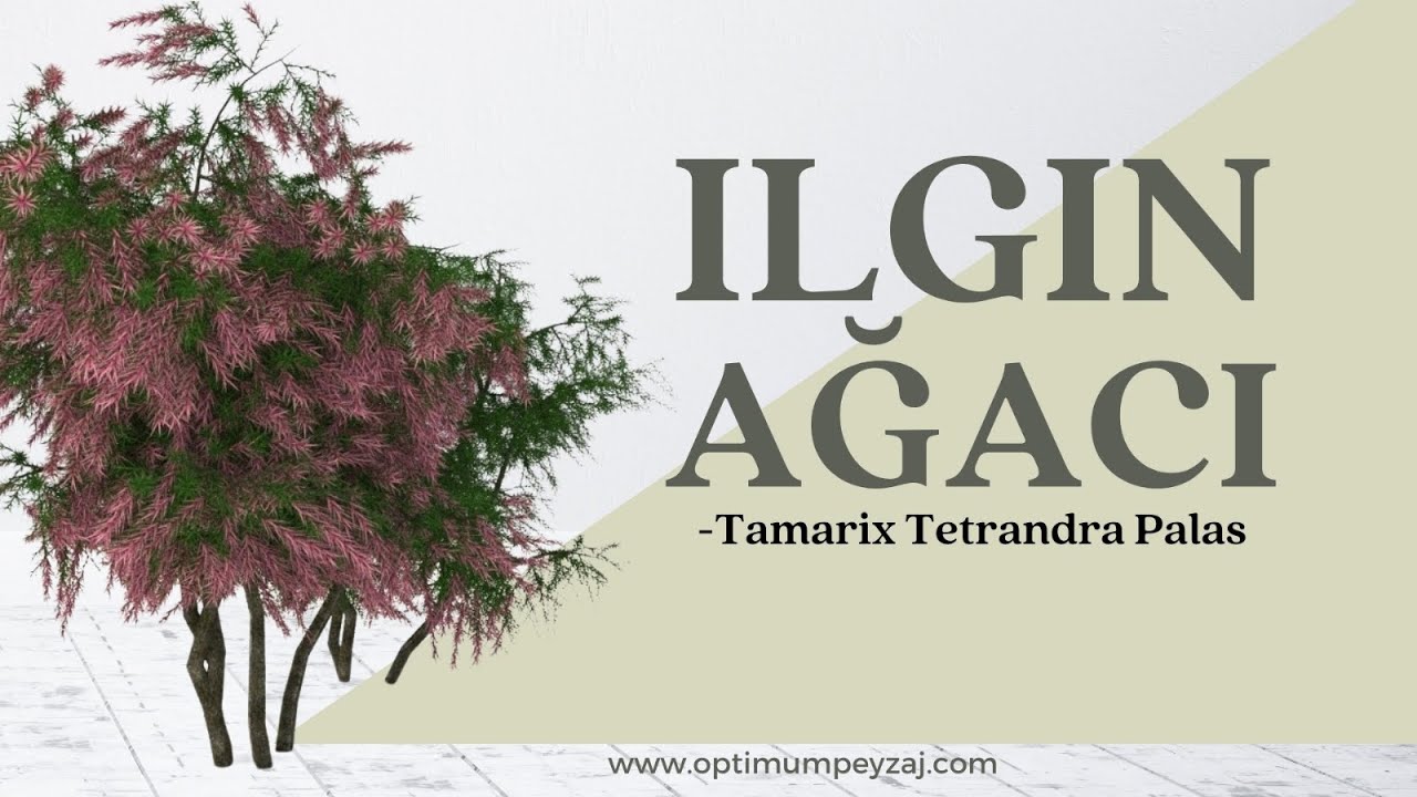 BİTKİ ANSİKLOPEDİSİ | ILGIN AĞACI -TAMARİX TETRANDA NEDİR? NERELERDE YETİŞİR?ILGIN AĞACI ÖZELLİKLERİ