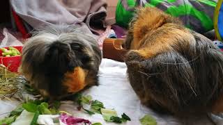 hungry guinea pigs family
