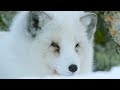 Arctic fox hunts with its ears  snow animals  bbc earth