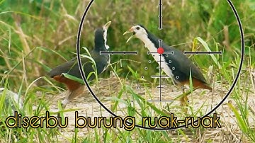 🔴BERBURU BURUNG RUAK RUAK CUKUP SATU SPOT