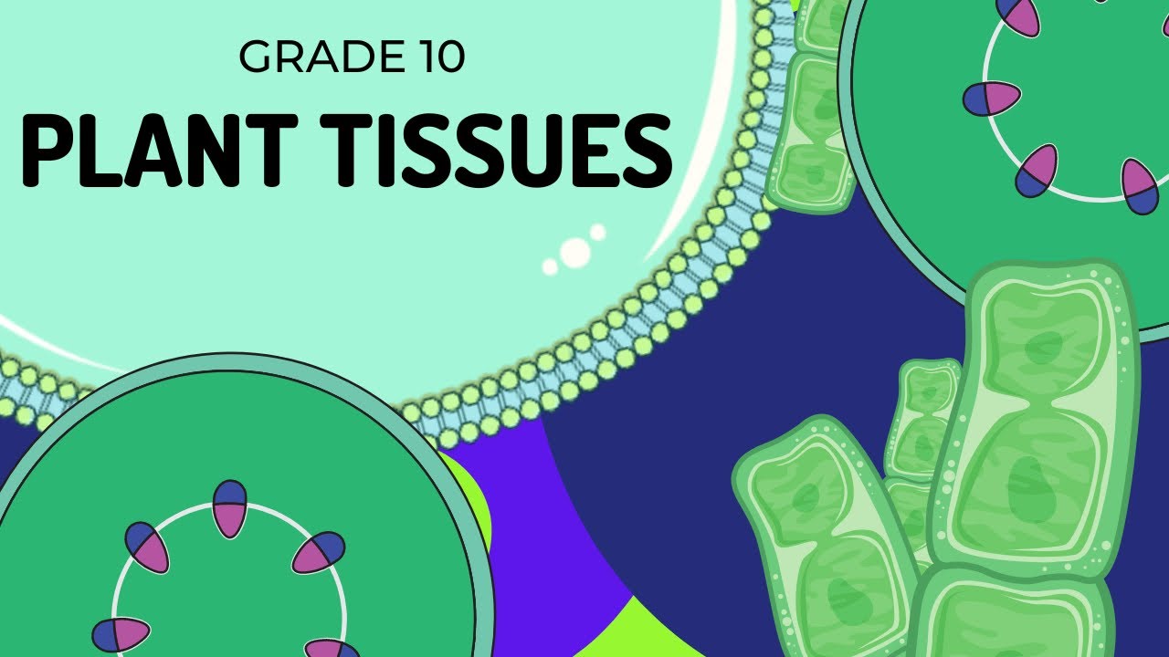 ⁣PLANT TISSUES | EASY to UNDERSTAND