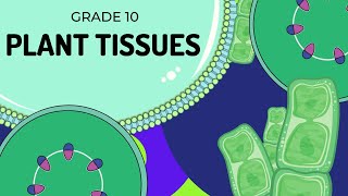 PLANT TISSUES | EASY to UNDERSTAND screenshot 2