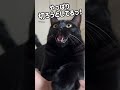 爪切りは許さない黒猫 #cat #猫のいる暮らし #保護猫