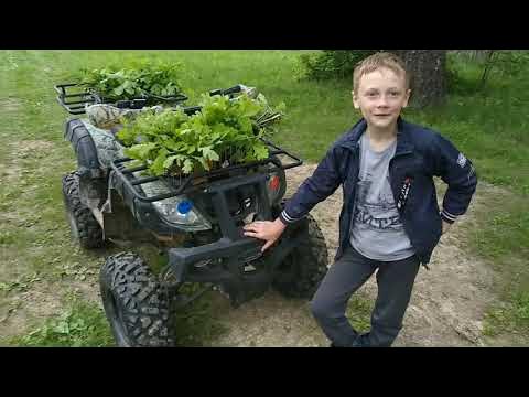 Покатушки на квадрике 200 кубов