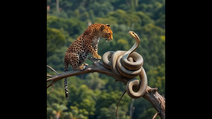 เสือดาวสู้กับงูใหญ่บนต้นไม้ #shorts  #wildlife #animals #snake  #เสือดาว #งูใหญ่ #leopard