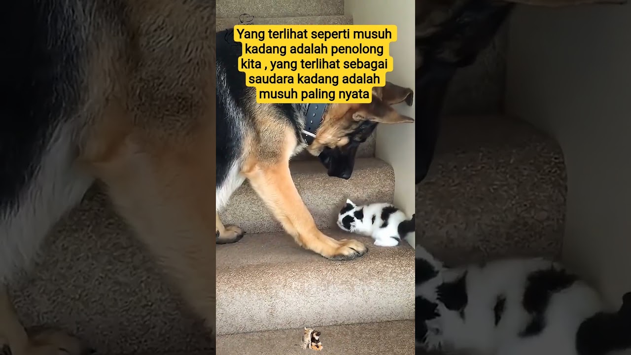 buka matamu , musuh terbesarmu adalah yang paling dekat denganmu