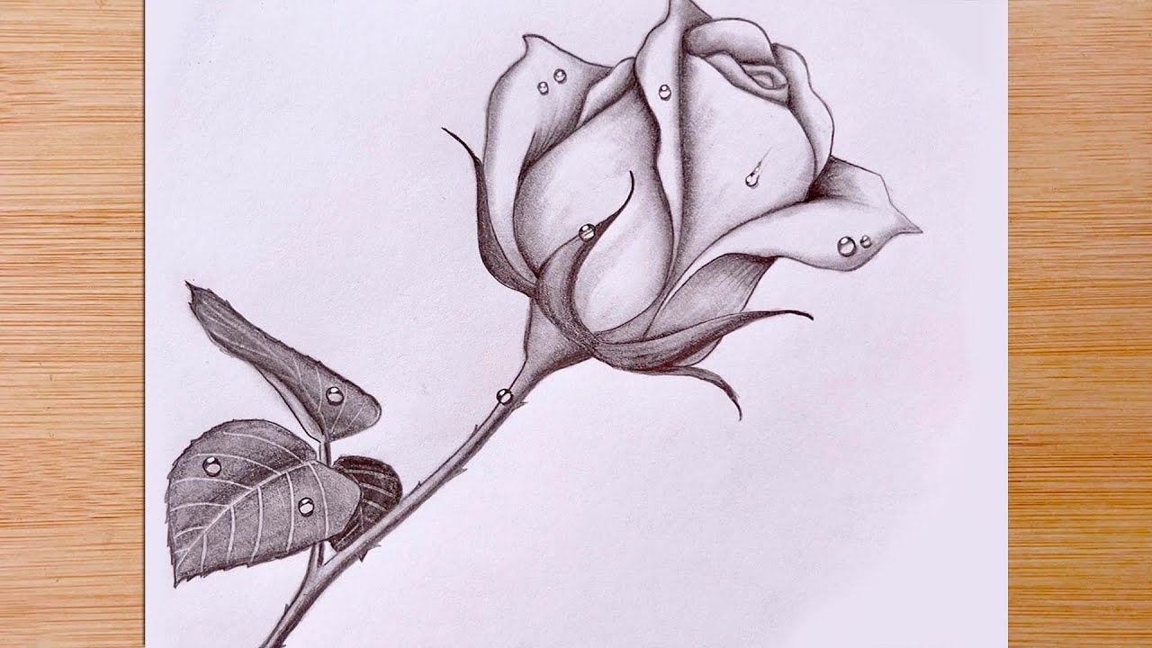 Original Girl with rose pencil sketch | beetletotti