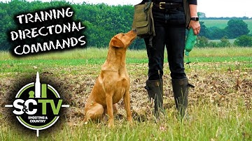 S&C TV | Gundog Puppy Training 3 | Teaching young dogs directional commands