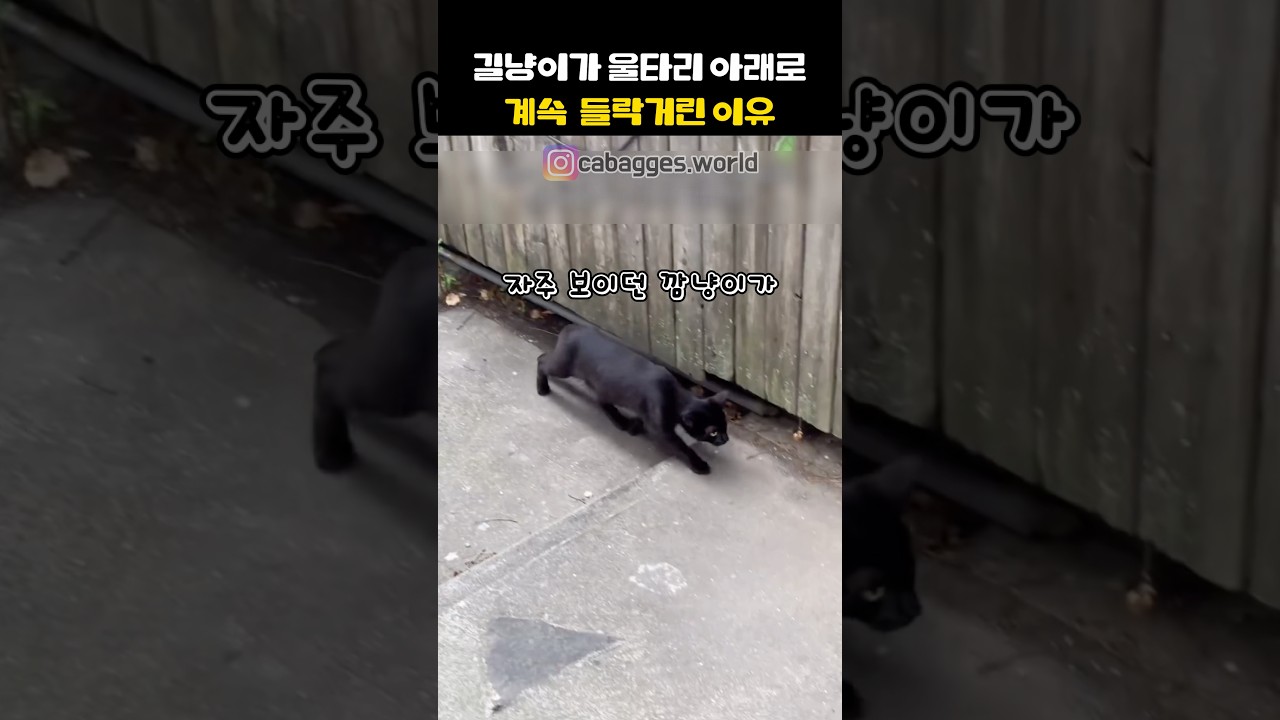 울타리 아래로 들락거린 이유#고양이 #cat