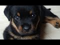 agressive rottweiler// dog showing agression// agressive rottweiler puppy//ayra&#39;s agression