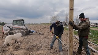 Let The Building Begin - Cows Get Let Out