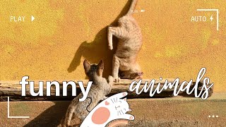Приколи з КОТАМИ. Смішні коти, котики. CATS. Video # 24
