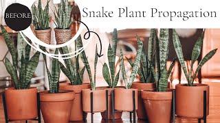 How to Propagate Snake Plants Dividing 2 Snake Plants into 9