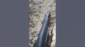 Black King Cobra Sanke Youtubeshorts 