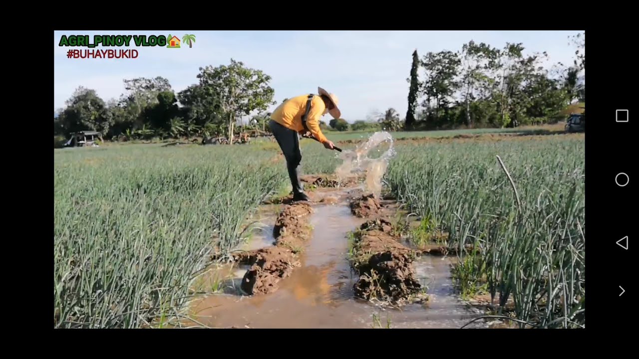 EP 40: Muling Pataba at Patubig ng Sibuyas #TopDressing