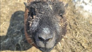 Rescued babydoll sheep get sheared!