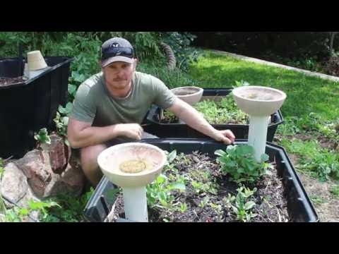 Video: What Are Worm Tubes: Tips on Making A Worm Tube For Compost