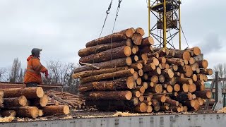 Download Lagu MEGA Professional Wood Chipping 24/7 MP3