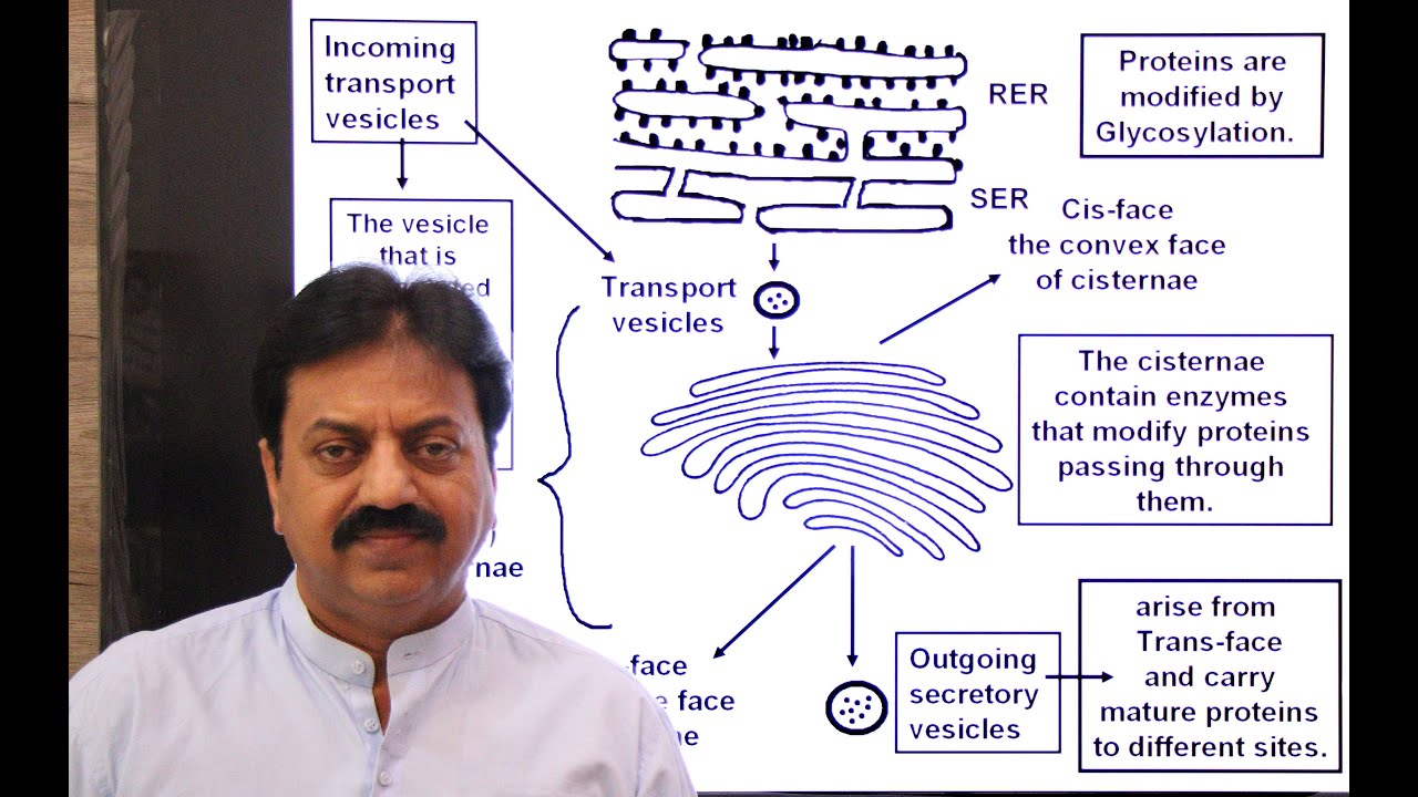 Golgi Apparatus Definition, Structure, origin (In Sindhi) / XI Biology