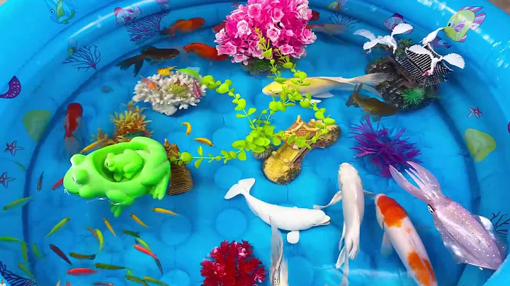 Let's explore what fish and sea creatures there are:sharks,jellyfish#goldfish#animals#viral videos