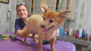 Watch me shave down a Pomeranian mix, dog haircut