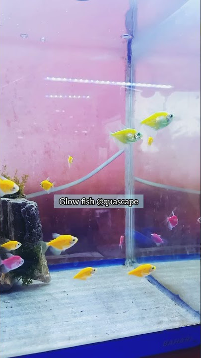 Buying Glofish for aquascape | bad or not? #shorts #glofish