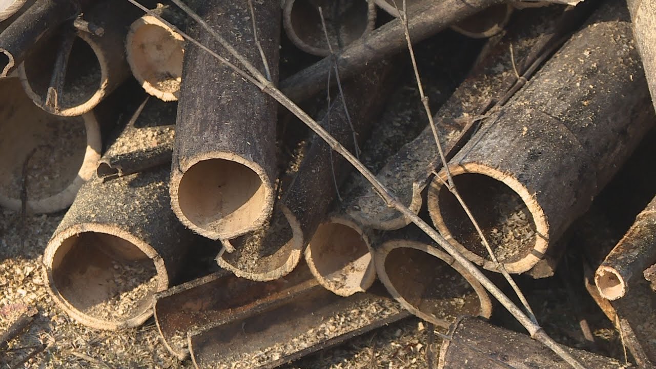 竹」からうまれるSDGs - ccs online | シティーケーブル周南