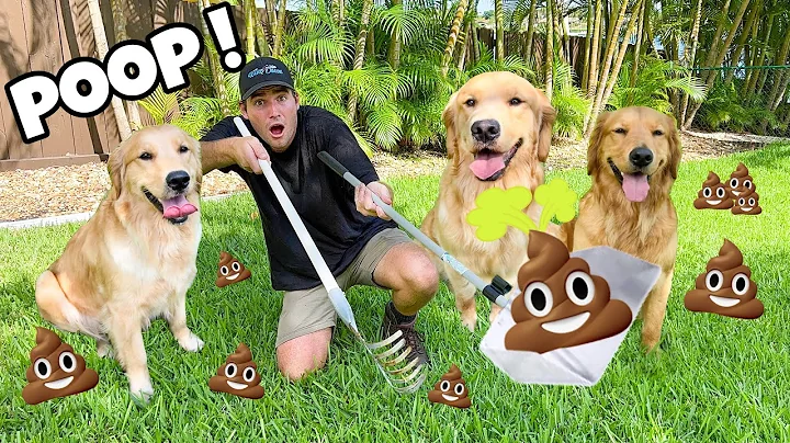 POOP SCOOPING FOR MY THREE BIG DOGS ! WHAT HAPPENS...