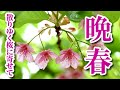【癒しの音楽】 《晩春…散りゆく桜に寄せて》 日本的で美しいオーケストラ曲集