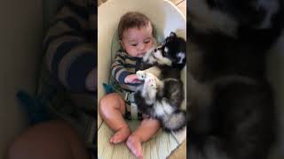 Adorable Baby Cuddles With Husky Puppy in Rocker