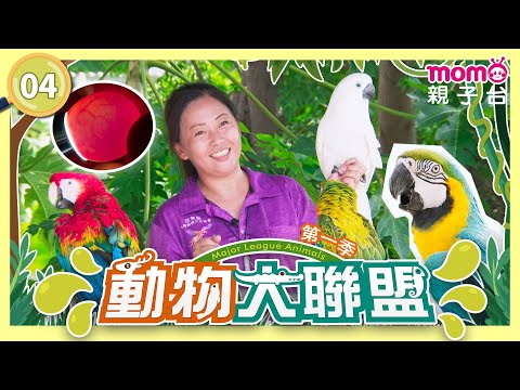 EP04 鸚鵡是怎麼繁殖的呢？How do parrots reproduce?｜完整版｜動物介紹｜寫實紀錄｜《動物大聯盟第1季》｜momokids親子台