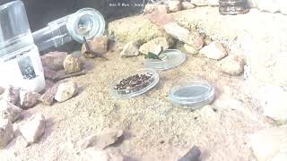 🐜 Arena, Day 2122 #1, Messor Barbarus Ant Farm Video Diary