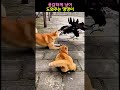 용감하게 냥이 도와주는 댕댕이