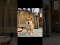 #豆柴 #子犬 #お寿司 #プレゼント #犬のいる暮らし