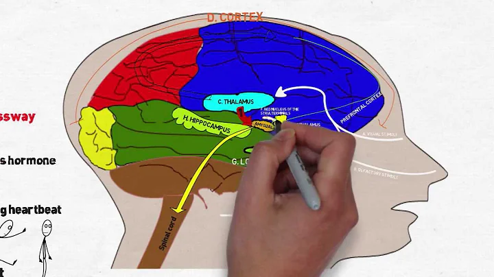 Your Brain on Stress and Anxiety - DayDayNews