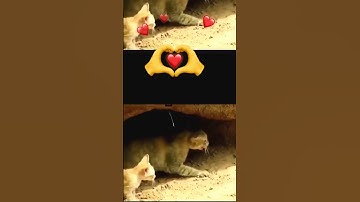 Amazing Cat Saving Baby from Python  #animals #wildlife